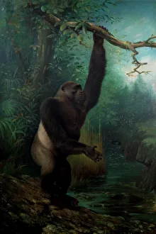 Agile Gallery: Gorilla gorilla, western gorilla