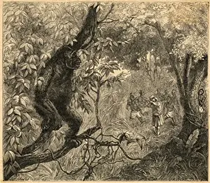 Gorilla Hunted
