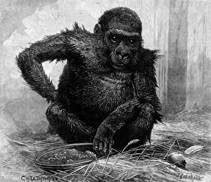 Images Dated 15th February 2005: Gorilla at London Zoo, 1887