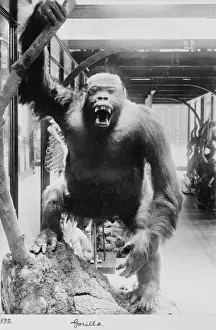 Gorilla Prints: Gorilla, November 1897