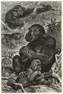 Gorillas at Home