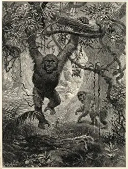 Gorillas in the Jungle