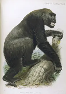 Gorillas / Zoo. Soc / Vol 5