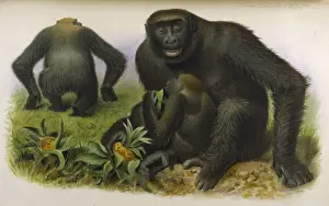 Gorillas / Zoo. Soc / Vol 5