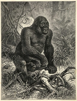 Gorillas in the Jungle