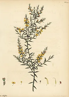 Herbarium Prints: Gorse bitter pea, Daviesia ulicifolia