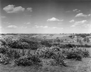 Surroundings Prints: Gorse in Bloom