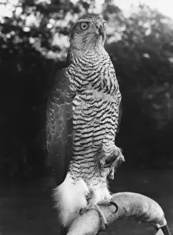 GOSHAWK