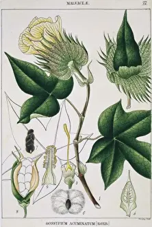 Malvaceae Prints: Gossypium acuminatum, cotton