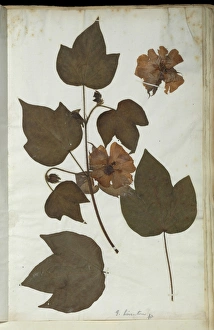 Arboreum Gallery: Gossypium arboreum, tree cotton