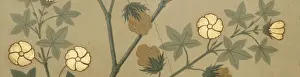 Malvaceae Prints: Gossypium barbadense, cotton