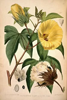 Malvales Collection: Gossypium barbadense, cotton plant