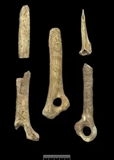 United Kingdom Collection: Goughs Cave artefacts