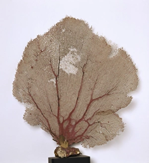Anthozoa Gallery: Gougonia flabellum, pink sea fan