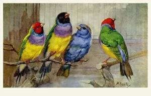 Images Dated 8th February 2012: Gouldian Finches & Indigo Finch