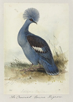 Images Dated 29th January 2009: Goura cristata, Western crowned pigeon