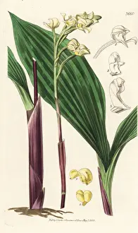 Govenia utriculata orchid