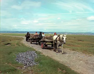 Cockle Prints: Gower - Cockle carts at Penclawdd