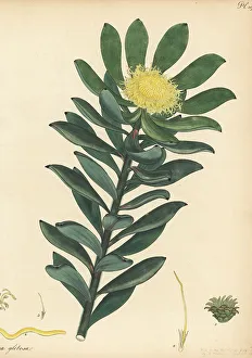 Herbarium Prints: Grabouw conebush, Leucadendron globosum, critically endangered
