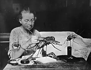 Entomological Prints: Grace Edwards, October 1926, The Natural History Museum