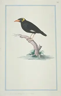 Flesh Prints: Gracula religiosa, hill myna