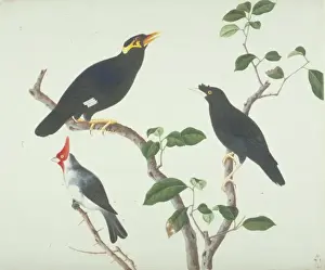 Gracula religiosa indica, Acridotheres cristellus, Paroaria