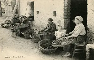 Trays Prints: Grading the quality of collected prunes at Agen, France