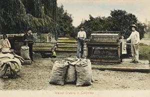 Trays Prints: Grading Walnuts - California, USA