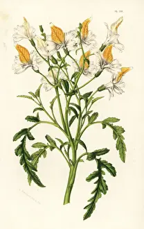 Grahams schizanthus, Schizanthus grahamii