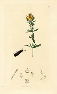 Larva Prints: Grain beetle and St. John's wort