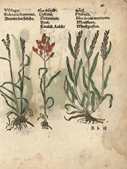 Barley Prints: Grain variety, Ustilago, darnel, Lolium temulentum