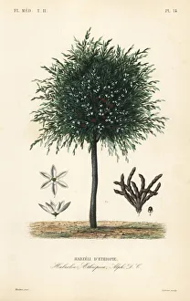 Selim Collection: Grains of Selim tree, Xylopia aethiopica