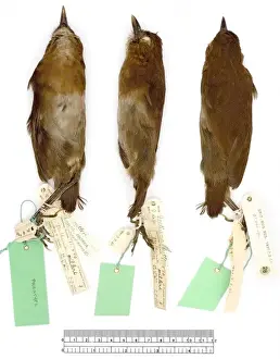 Grallaria m. milleri, brown-banded antpitta