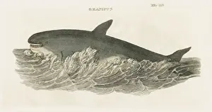 1811 Prints: GRAMPUS WHALE