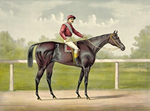 Images Dated 2nd May 2012: Grand racer Kingston, by Spendthrift: dam imp. Kapanga, by V
