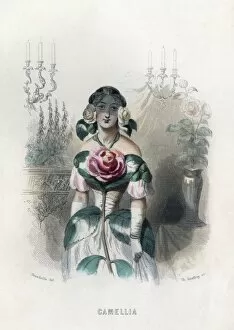 Animees Gallery: Grandville Camellia 1847