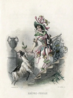 Animees Gallery: Grandville Honeysuckle