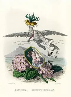 Hydrangea Collection: Grandville Hortensia