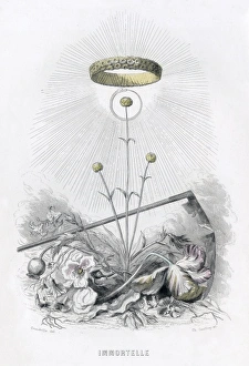 Animees Gallery: Grandville Immortelle