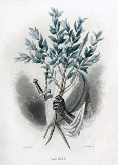 Animees Gallery: Grandville Laurel 1847