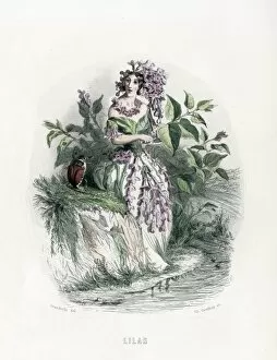 Animees Gallery: Grandville Lilac 1847