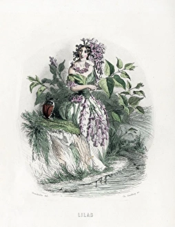 Animees Gallery: Grandville Lilac 1847