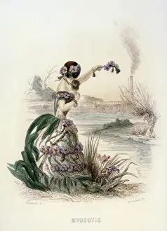 Grandville Myosotis 1847