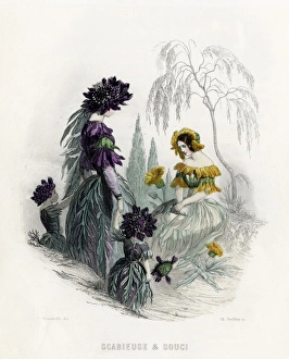 Animees Gallery: Grandville Scabious 1847
