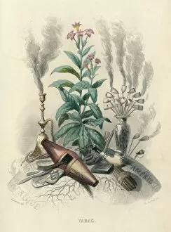 Nicotiana Gallery: Grandville Tobacco 1847