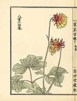 Shrub Prints: Granny's bonnet or yae-odamaki, Aquilegia vulgaris variety