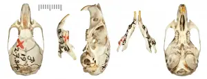 Harry Taylor Prints: Graomys edithae