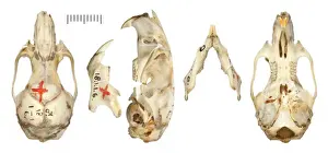 Graomys lockwoodi