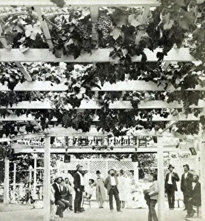 Images Dated 8th November 2019: Grape arbour, Los Angeles, California, USA
