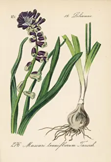 Muscari Prints: Grape hyacinth, Leopoldia tenuiflora